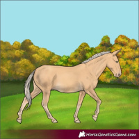 Horse Color:Gold Cream Champagne 