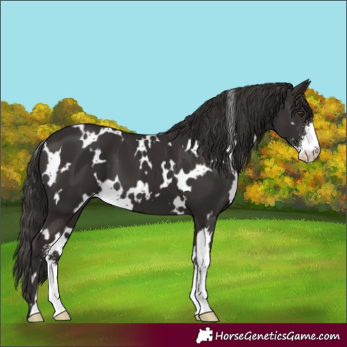 Horse Color:White Spotted Liver Chestnut Sabino
