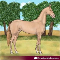 Horse Color:Gold Champagne