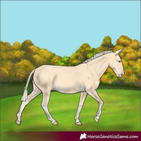Horse Color:Gold Cream Champagne 
