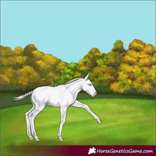 Horse Color:Cremello 
