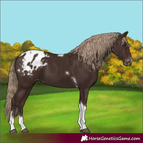 Horse Color:Liver Chestnut Tobiano Varnish