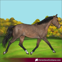 Horse Color:Brown Dun and Brown Dun Splash