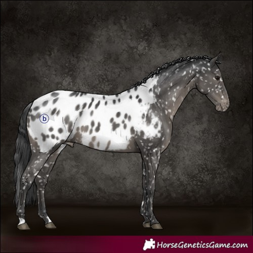 Horse Color:Black Blanket 
