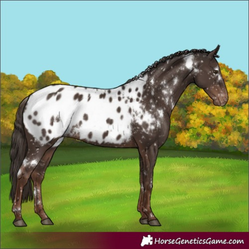 Horse Color:White Spotted Liver Chestnut Appaloosa 