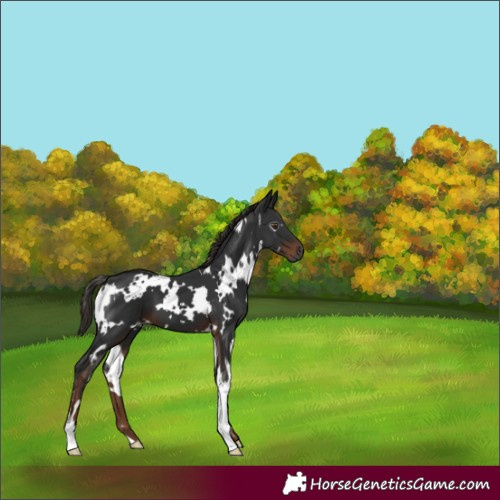 Horse Color:Gray White Spotted Liver Chestnut