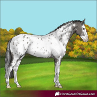 Horse Color:White Spotted Grullo Splash Appaloosa 