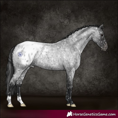 Horse Color:Blue Roan Blanket