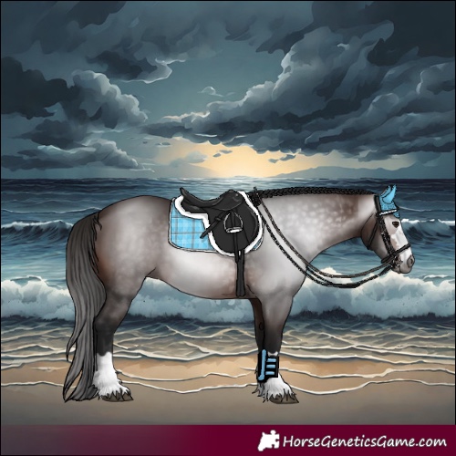 Horse Color:Gray Bay 