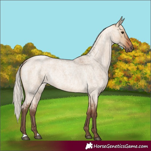 Horse Color:Silver Bay Roan Dun