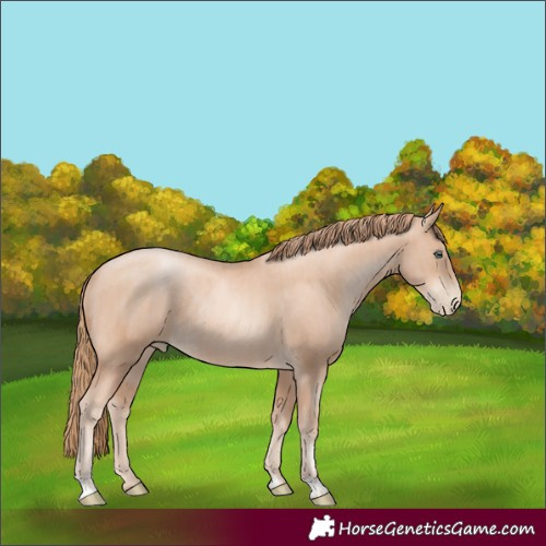 Horse Color:Gold Champagne Pearl Rabicano  and Gold Champagne Pearl Rabicano 