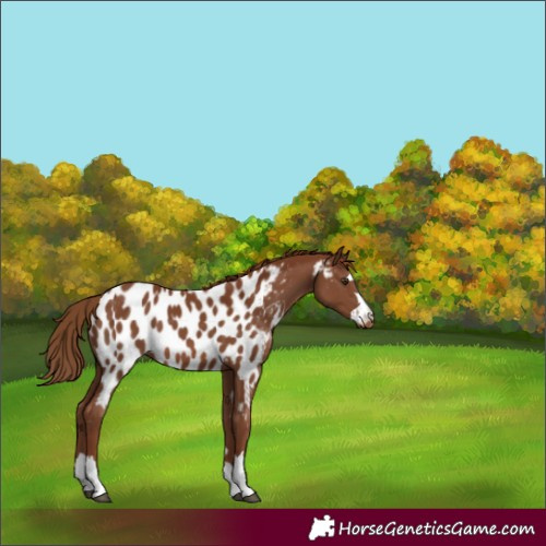 Horse Color:Chestnut Appaloosa 