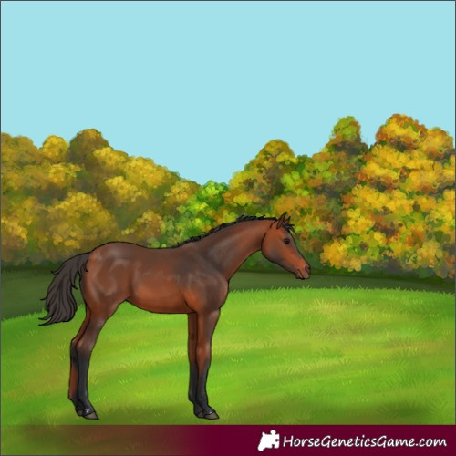 Horse Color:Bay 