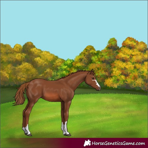 Horse Color:Chestnut 