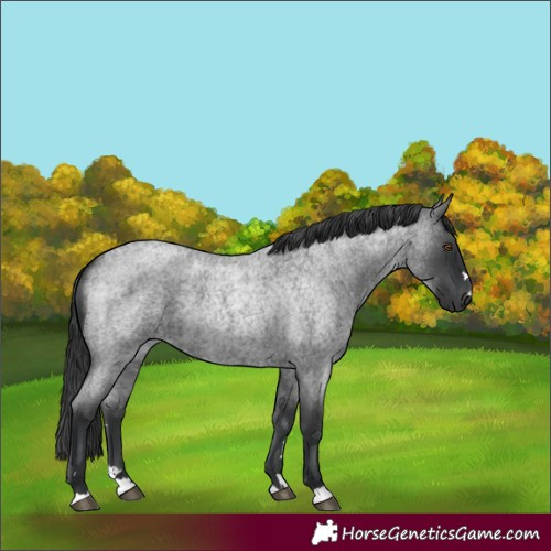 Horse Color:Blue Roan 