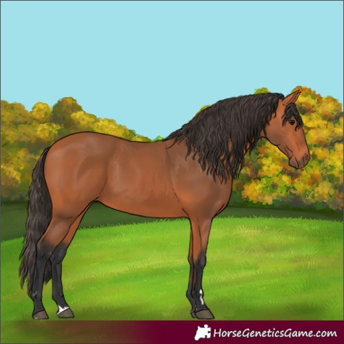 Horse Color:Bay 