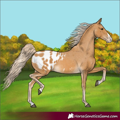 Horse Color:Palomino Splash Appaloosa 