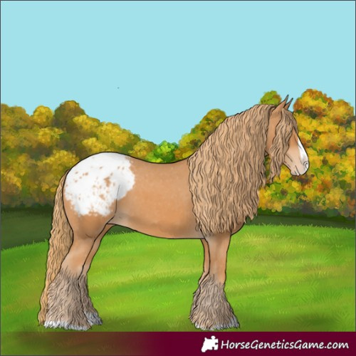 Horse Color:Chestnut Splash Appaloosa 