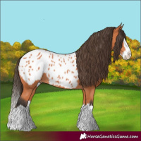 Horse Color:Bay Splash Appaloosa 