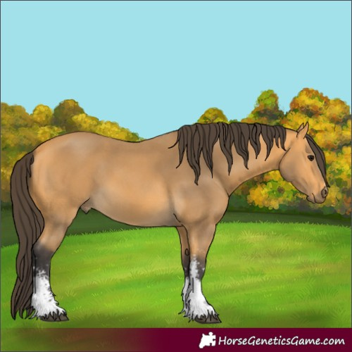 Horse Color:Buckskin Sabino