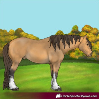 Horse Color:Buckskin Sabino