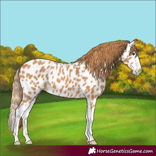 Horse Color:Chestnut Splash Appaloosa 