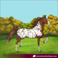Horse Color:Chestnut Splash Near Leopard