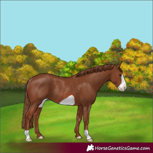 Horse Color:Chestnut Frame Rabicano 