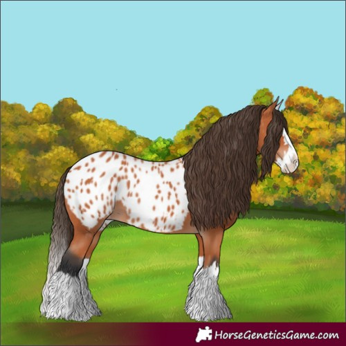 Horse Color:Bay Splash Appaloosa