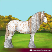 Horse Color:Chestnut Splash Near Leopard