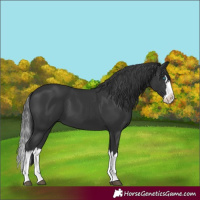 Horse Color:Black Splash