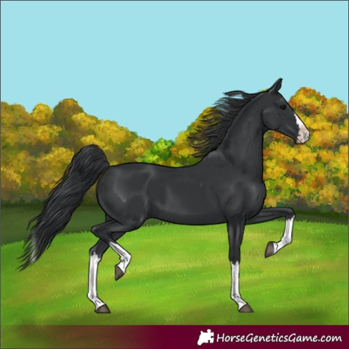 Horse Color:Black Splash 