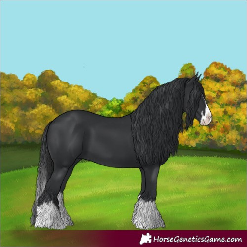Horse Color:Black Splash 
