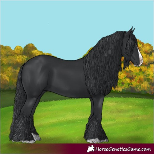 Horse Color:Black Splash 
