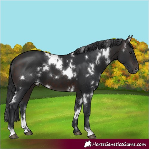 Horse Color:White Spotted Brown 