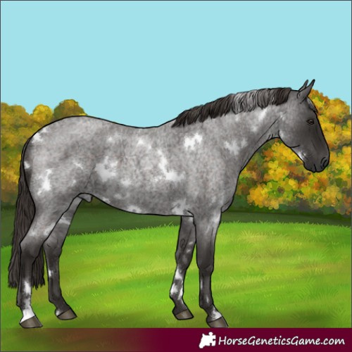 Horse Color:White Spotted Liver Red Roan 