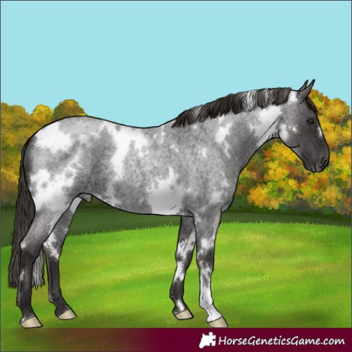 Horse Color:White Spotted Liver Red Roan 