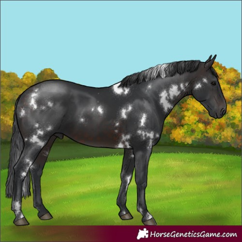 Horse Color:White Spotted Brown 