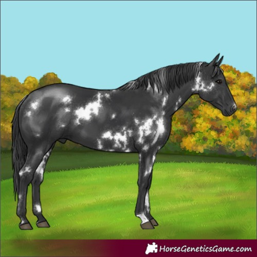 Horse Color:White Spotted Black 