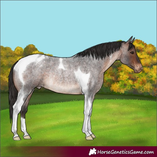 Horse Color:Brown Roan Tobiano Appaloosa Rabicano 