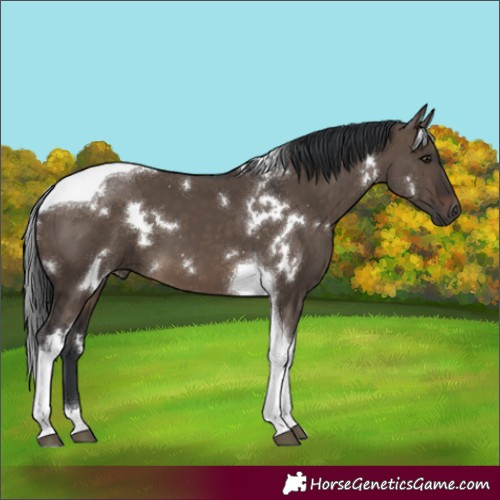 Horse Color:White Spotted Brown Dun Tobiano 