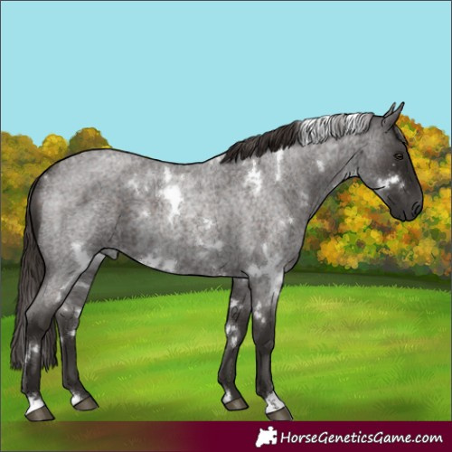 Horse Color:White Spotted Liver Red Roan 