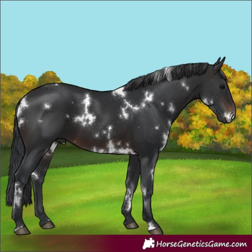 Horse Color:White Spotted Brown 