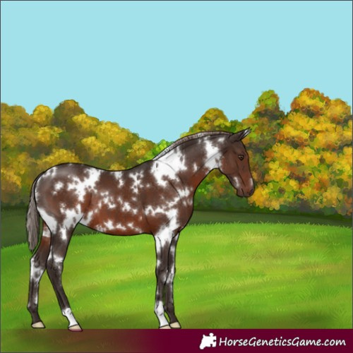 Horse Color:White Spotted Liver Chestnut
