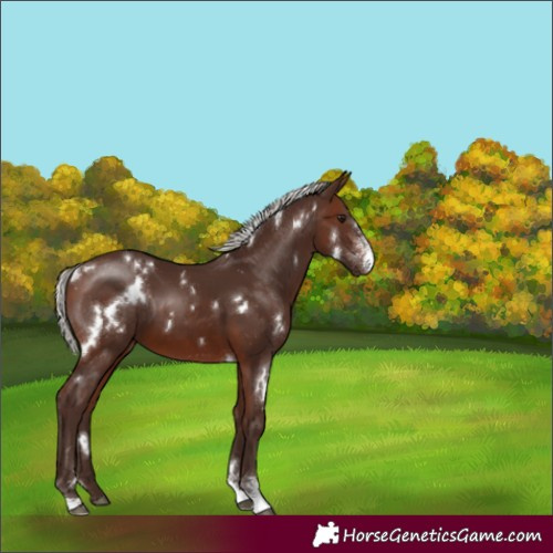 Horse Color:White Spotted Silver Brown Sabino 