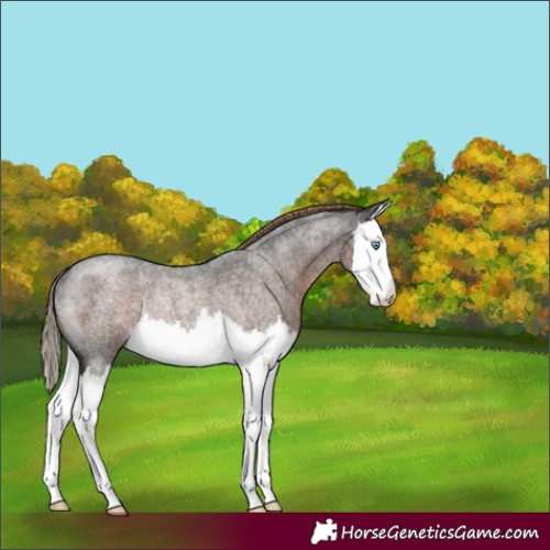 Horse Color:Liver Red Roan Splash Rabicano 