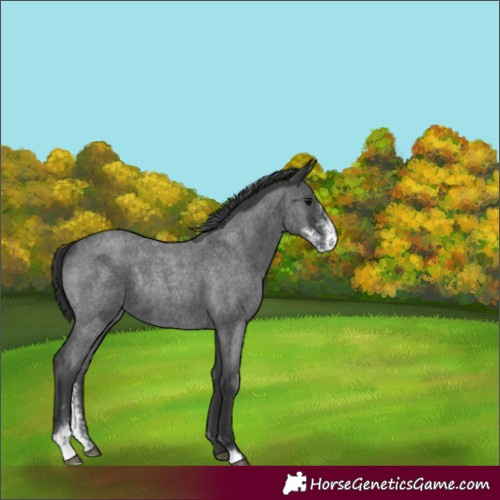 Horse Color:Blue Roan Sabino Rabicano 