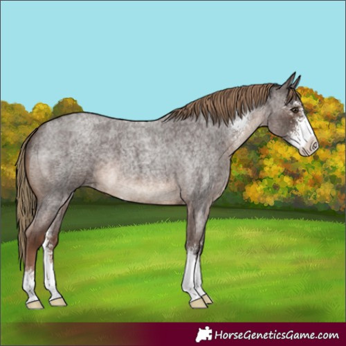 Horse Color:Liver Red Roan Sabino