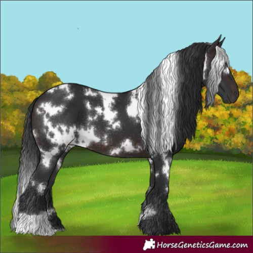 Horse Color:White Spotted Brown 