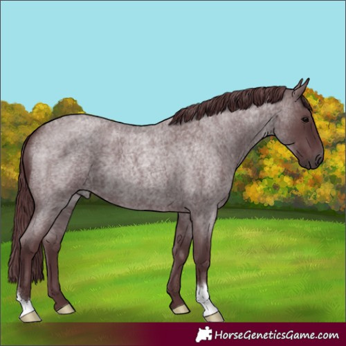 Horse Color:Chocolate Blue Roan 